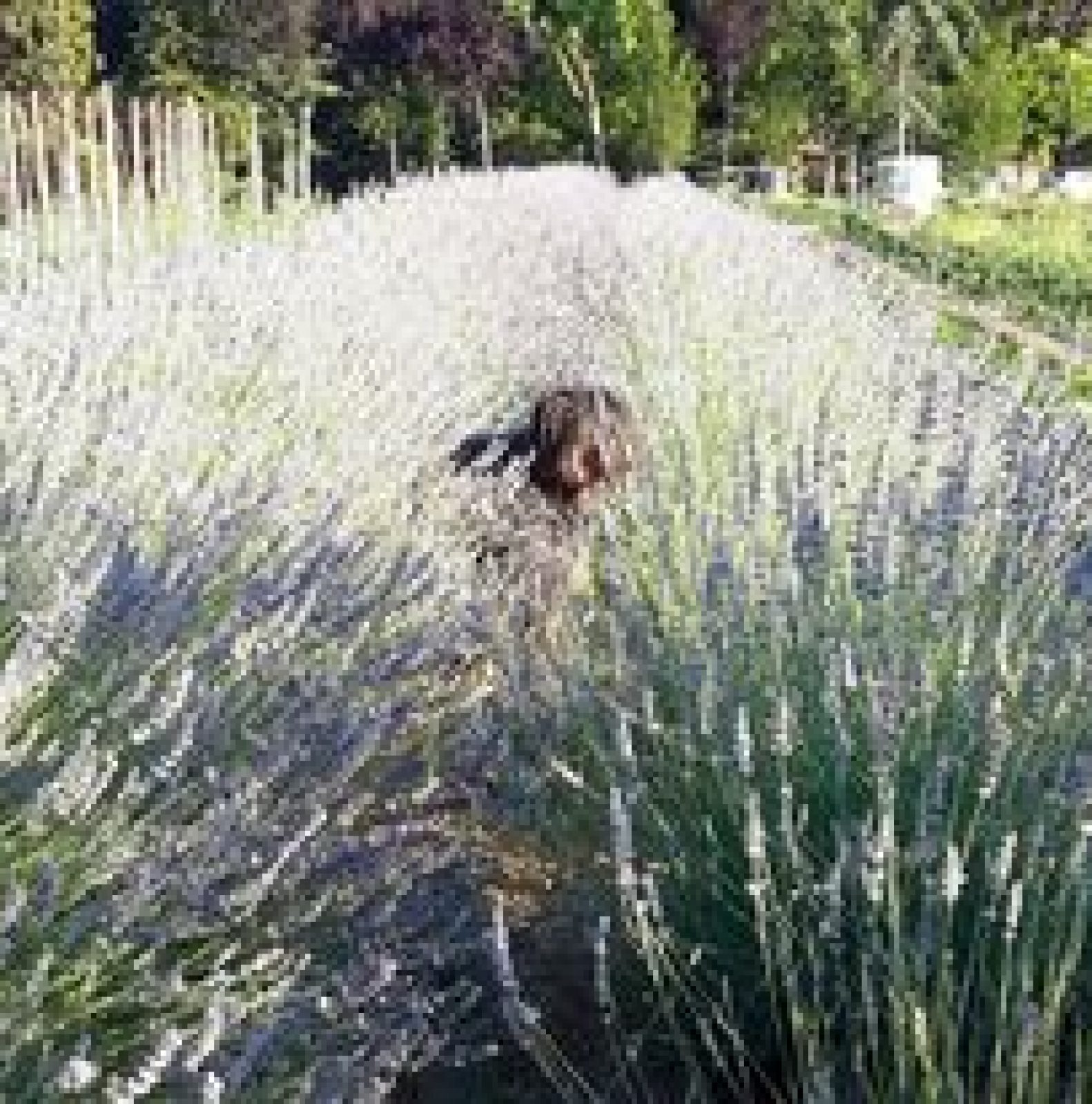 ortoartu